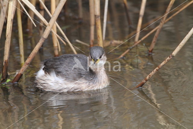 Dodaars (Tachybaptus ruficollis)