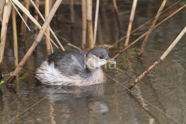 Dodaars (Tachybaptus ruficollis)