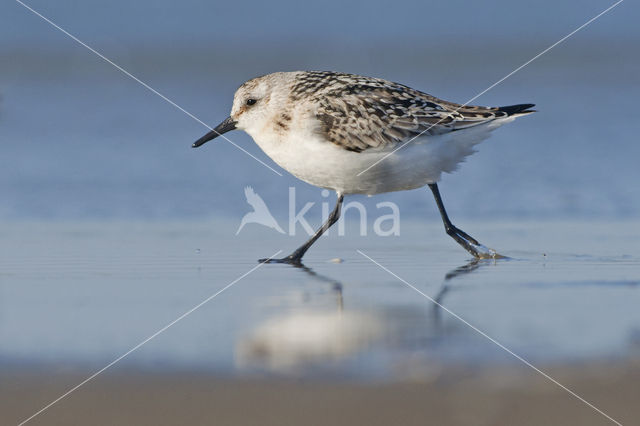 Drieteenstrandloper (Calidris alba)