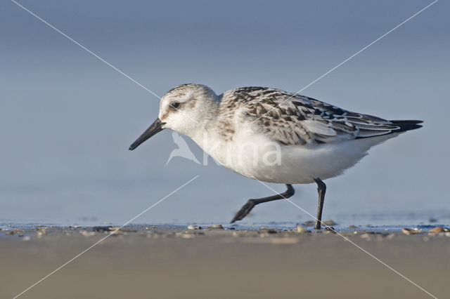 Drieteenstrandloper (Calidris alba)