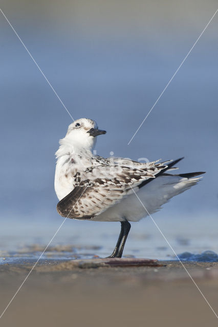 Drieteenstrandloper (Calidris alba)