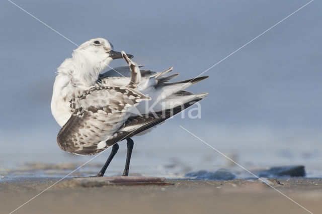 Drieteenstrandloper (Calidris alba)