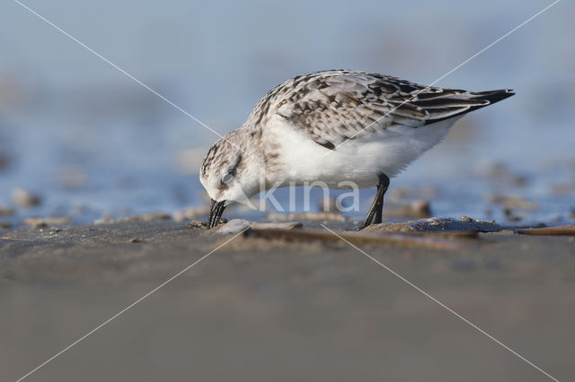 Drieteenstrandloper (Calidris alba)