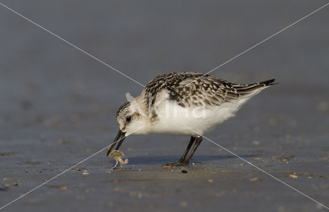 Drieteenstrandloper (Calidris alba)