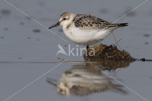 Drieteenstrandloper (Calidris alba)