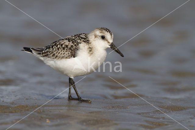 Drieteenstrandloper (Calidris alba)