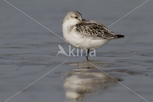 Drieteenstrandloper (Calidris alba)