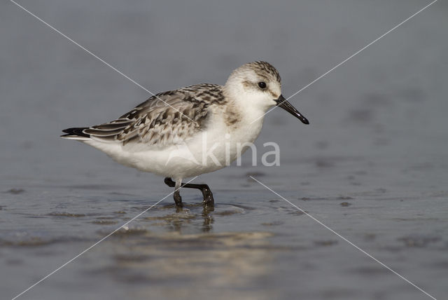 Drieteenstrandloper (Calidris alba)