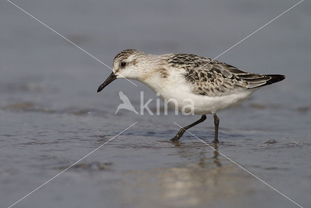 Drieteenstrandloper (Calidris alba)