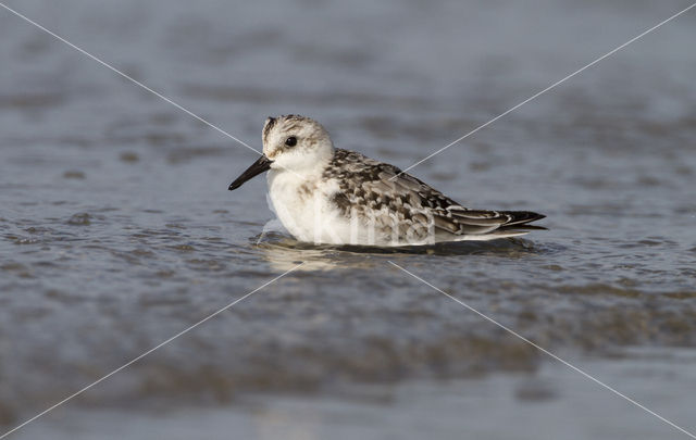 Drieteenstrandloper (Calidris alba)