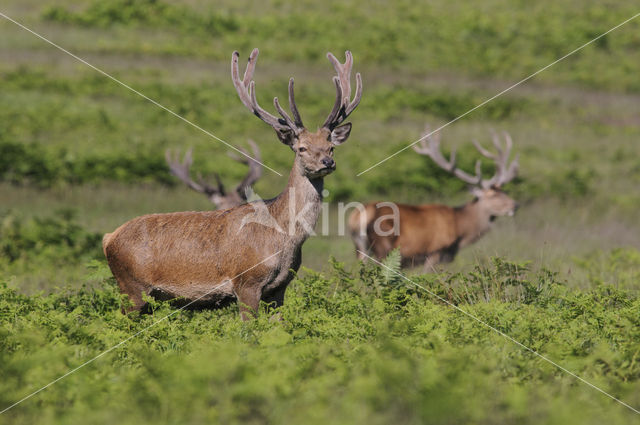 Edelhert (Cervus elaphus)