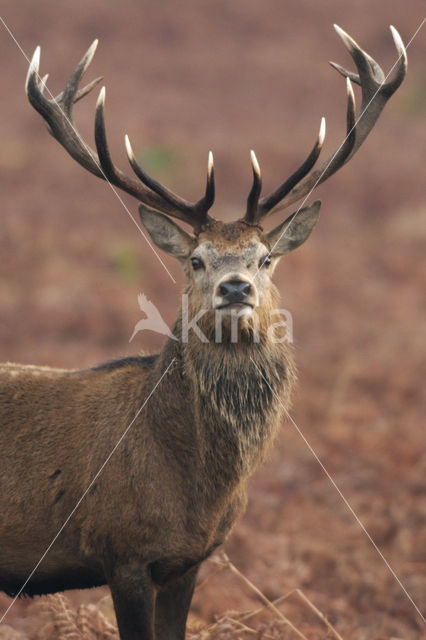 Edelhert (Cervus elaphus)