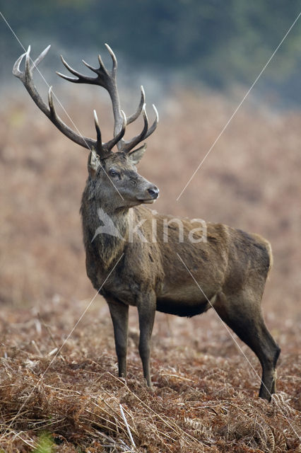 Edelhert (Cervus elaphus)