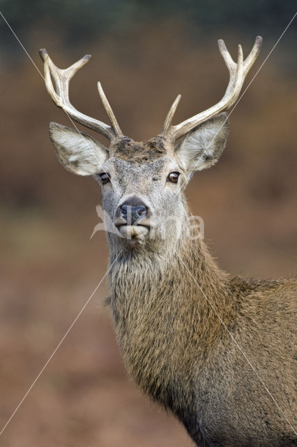 Edelhert (Cervus elaphus)