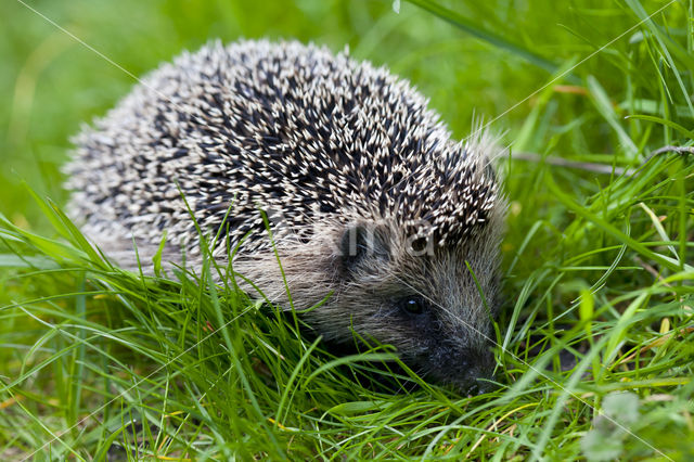 Egel (Erinaceus europaeus)