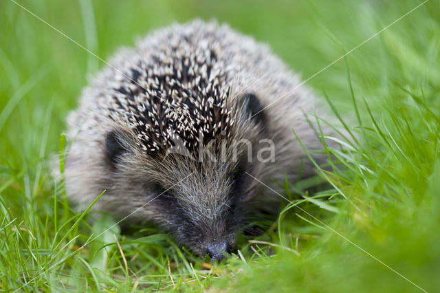 Egel (Erinaceus europaeus)