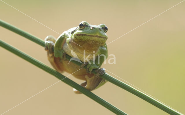 Europese boomkikker (Hyla arborea)