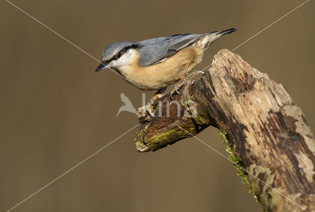 Europese Boomklever (Sitta europaea)