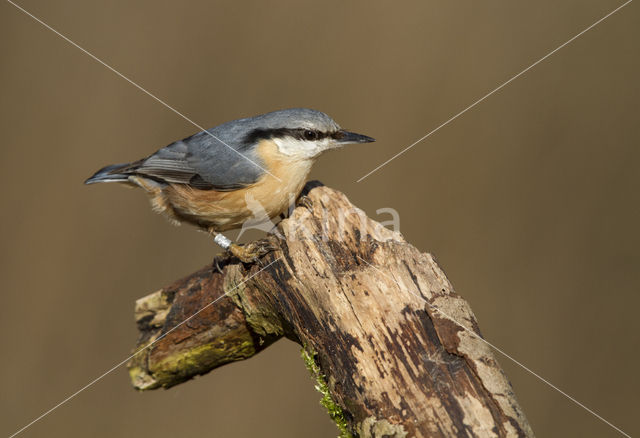 Europese Boomklever (Sitta europaea)