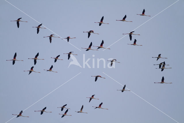 Europese Flamingo (Phoenicopterus ruber roseus)