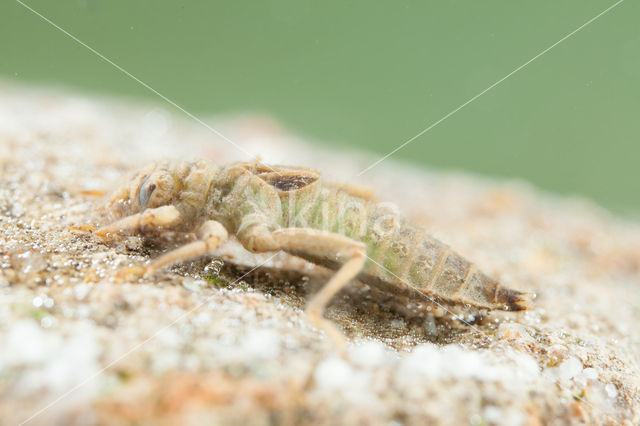 Gevorkte rombout (Gomphus graslinii)