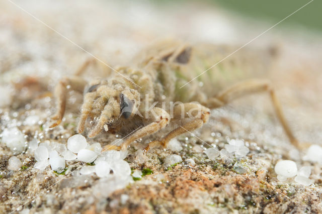 Gevorkte rombout (Gomphus graslinii)