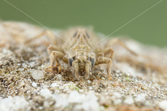 Gevorkte rombout (Gomphus graslinii)