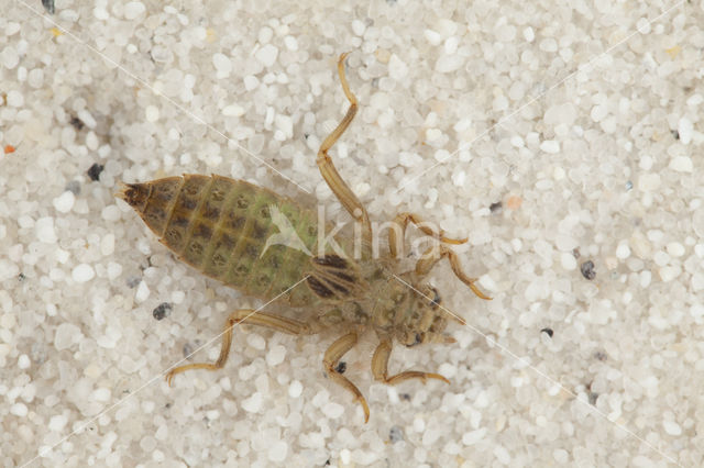 Gomphus graslinii (red list IUCN