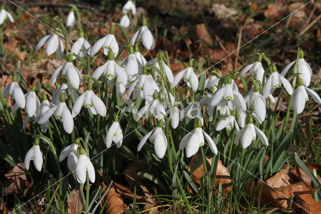 Gewoon sneeuwklokje (Galanthus nivalis)