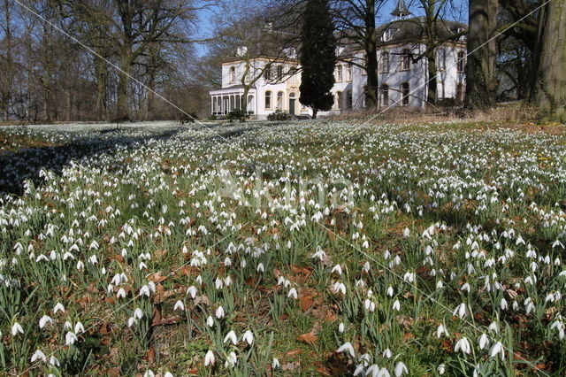 Gewoon sneeuwklokje (Galanthus nivalis)