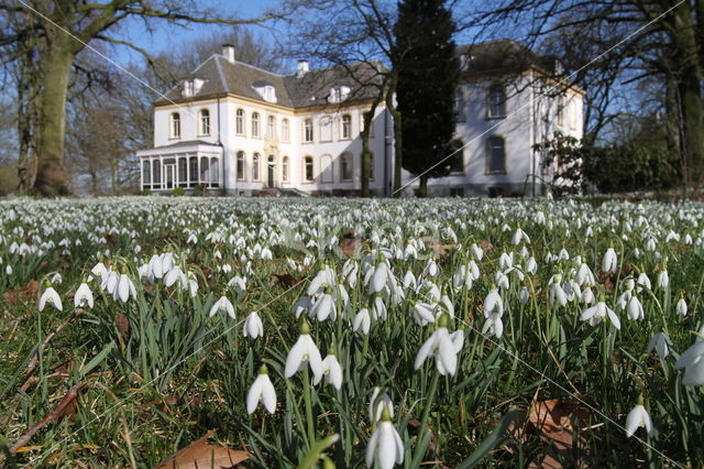 Gewoon sneeuwklokje (Galanthus nivalis)