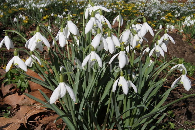 Gewoon sneeuwklokje (Galanthus nivalis)