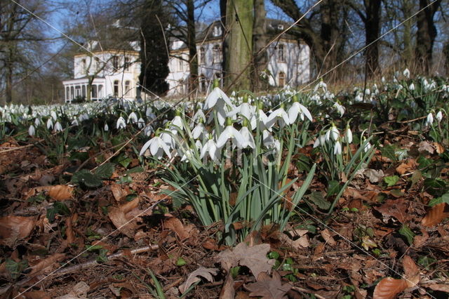 Gewoon sneeuwklokje (Galanthus nivalis)