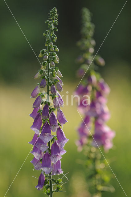 Gewoon vingerhoedskruid (Digitalis purpurea)