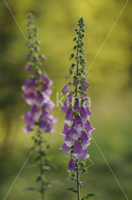 Gewoon vingerhoedskruid (Digitalis purpurea)