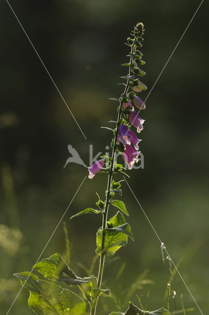 Gewoon vingerhoedskruid (Digitalis purpurea)