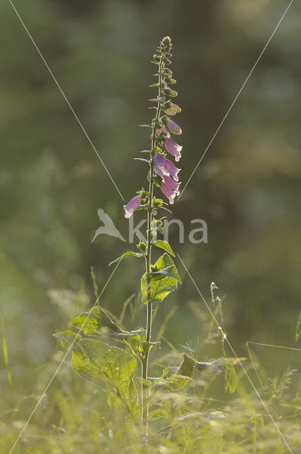 Gewoon vingerhoedskruid (Digitalis purpurea)