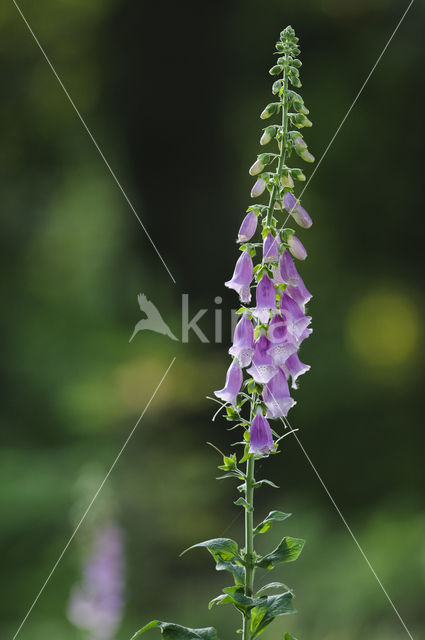 Gewoon vingerhoedskruid (Digitalis purpurea)