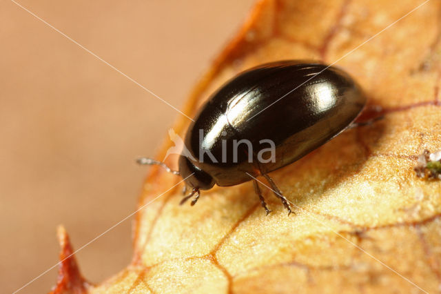 Gladde streepglanskever (Olibrus aeneus)