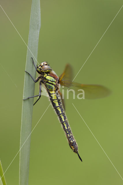 Glassnijder (Brachytron pratense)