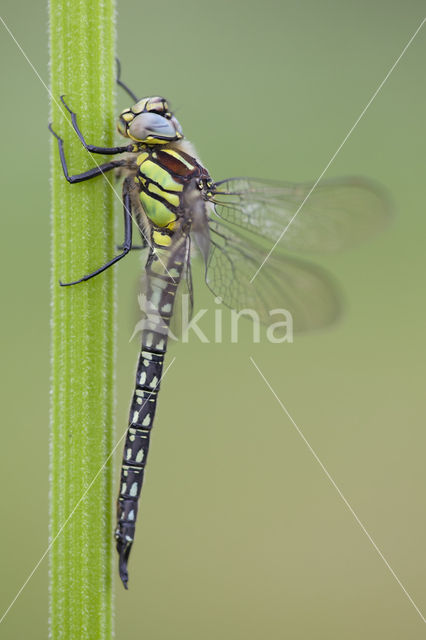 Hairy Dragonfly (Brachytron pratense)