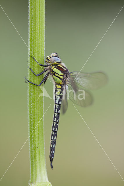 Glassnijder (Brachytron pratense)