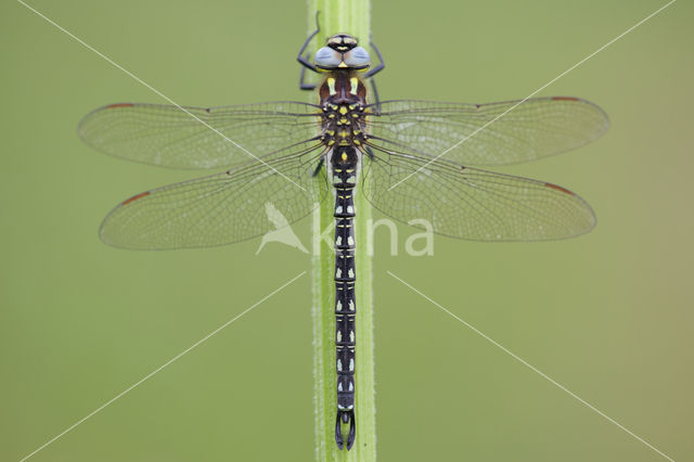 Glassnijder (Brachytron pratense)