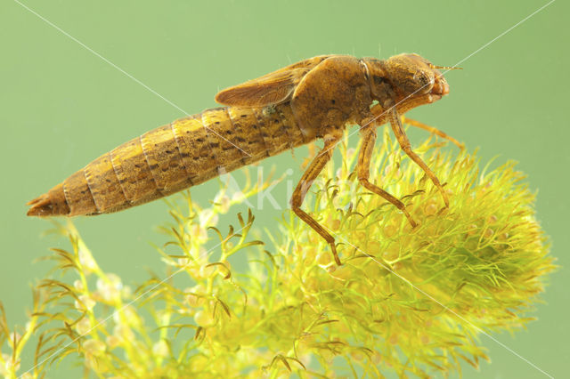 Glassnijder (Brachytron pratense)