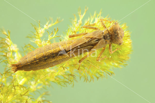 Hairy Dragonfly (Brachytron pratense)