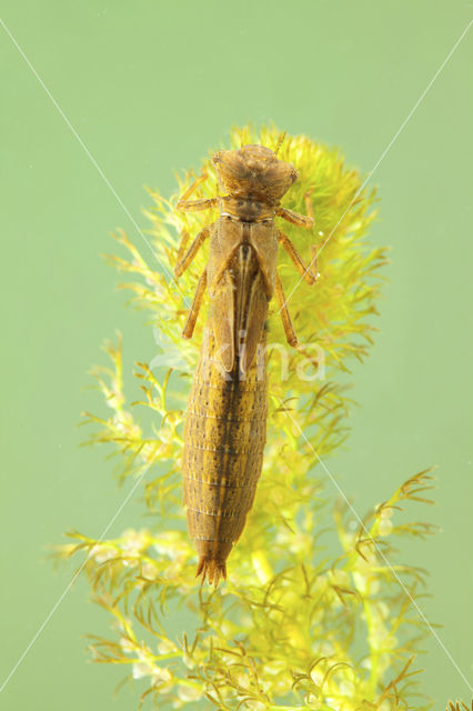 Hairy Dragonfly (Brachytron pratense)