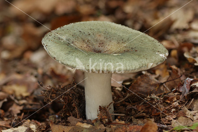 Groene berkenrussula (Russula aeruginea)