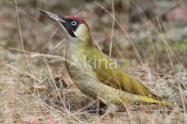 Groene Specht (Picus viridis)