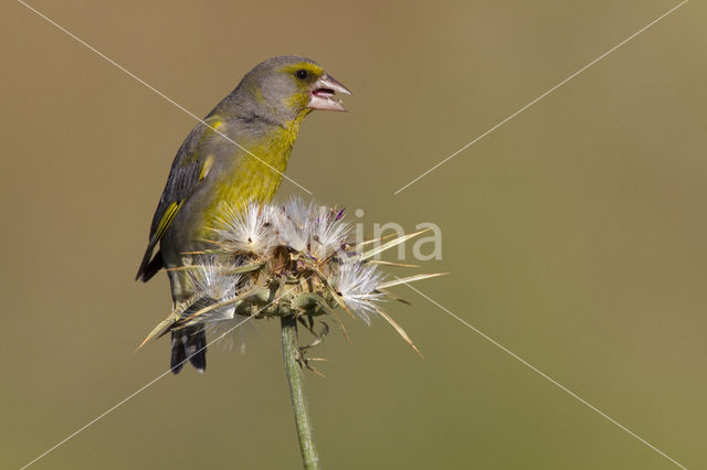 Groenling (Carduelis chloris)