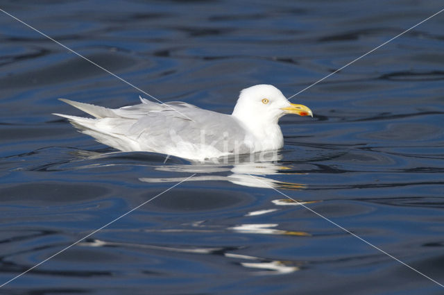 Grote Burgemeester (Larus hyperboreus)